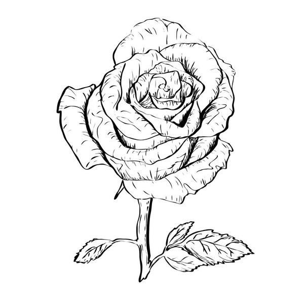 Ink rose outline - Vector, Image