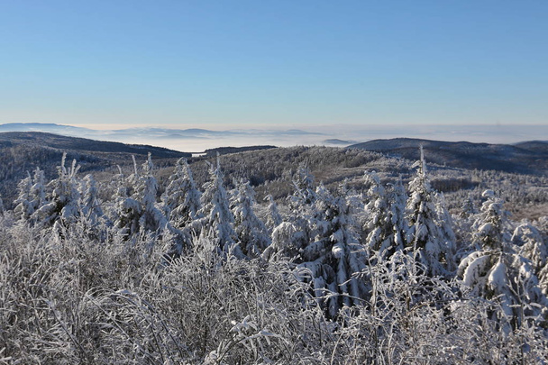 Κρύο το πρωί στο δάσος του χειμώνα - Φωτογραφία, εικόνα