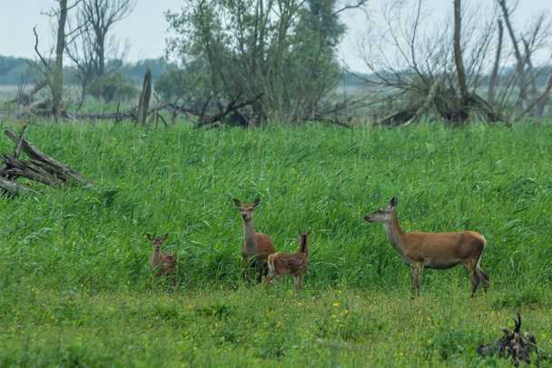 famille de cerfs rouges avec jeune faon
 - Photo, image