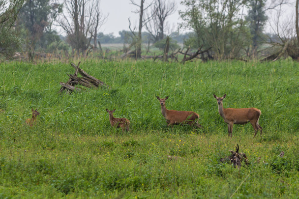 familia de ciervos rojos con cervatillo joven
 - Foto, imagen