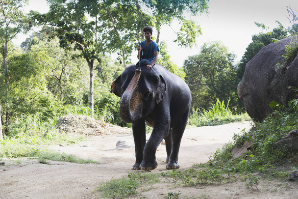 Indian elephants in Thailand - Foto, Imagen