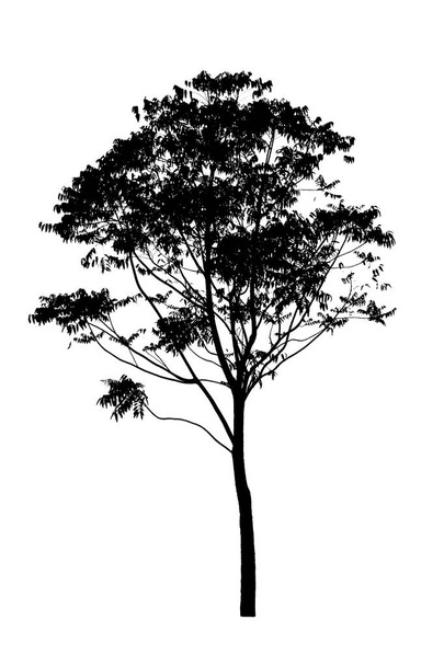 sylwetka drzewa izolowane na białym tle  - Zdjęcie, obraz