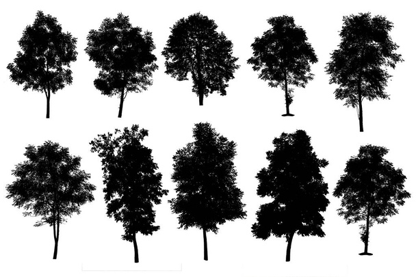 collection of silhouette of trees isolated on white background - Photo, Image