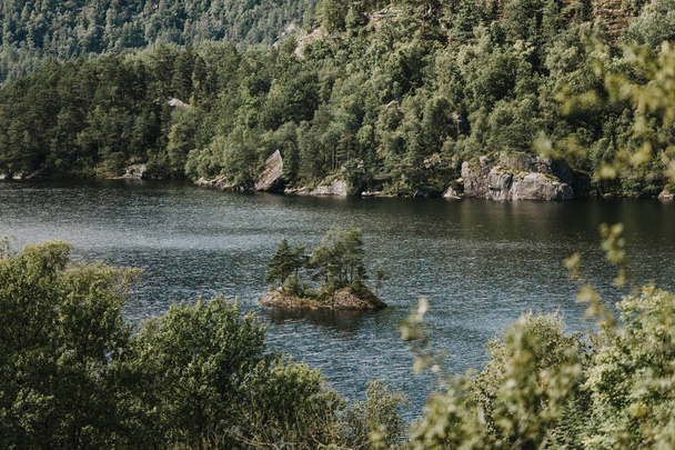 wild river surrounded with lush forest - Zdjęcie, obraz
