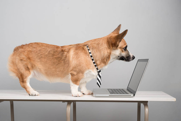 dog surfing website on laptop - Φωτογραφία, εικόνα