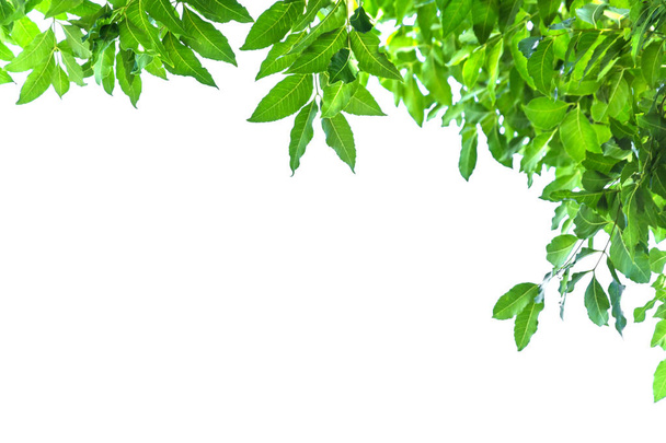 hojas verdes para marco sobre fondo blanco, borde de la naturaleza
 - Foto, Imagen