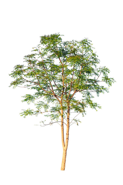 groene boom geïsoleerd op witte achtergrond  - Foto, afbeelding