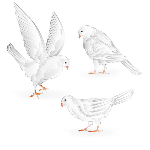 Portadores pombos brancos raças domésticas esportes aves vintage conjunto sete vetor
   - Vetor, Imagem