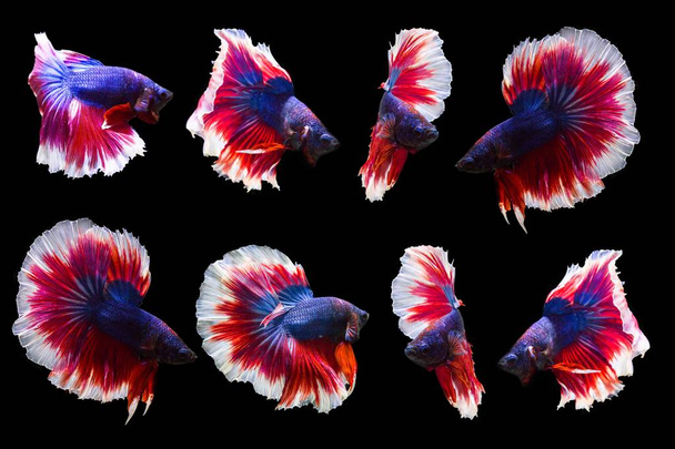 collection of betta fish isolated on black background. - Photo, Image
