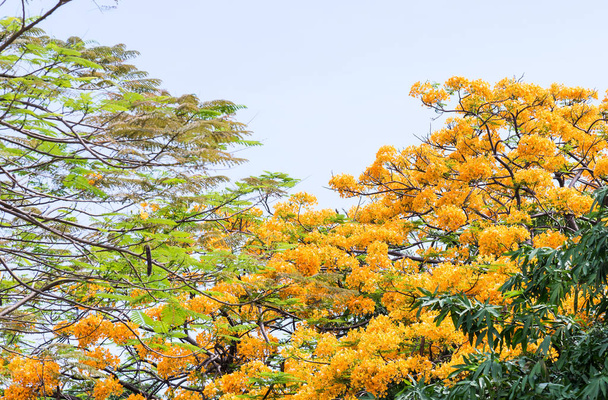 Barbadose Pride tree is blooming. - Photo, Image
