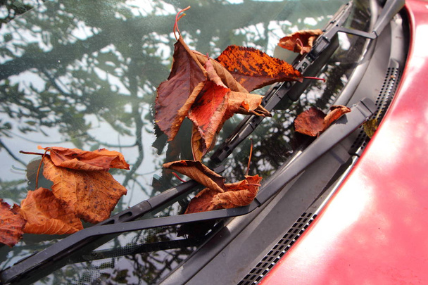 Folhas mortas no pára-brisas do carro
 - Foto, Imagem