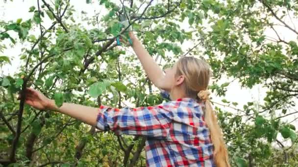 4 k beelden van mooie jonge vrouw snoeien takken op de top van de boom in boomgaard - Video