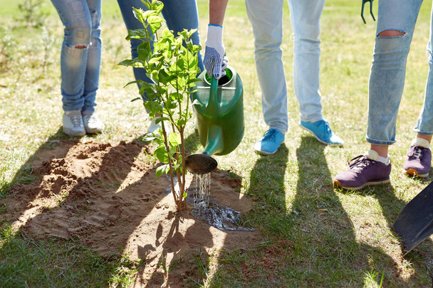 group of volunteers planting and watering tree - Fotó, kép