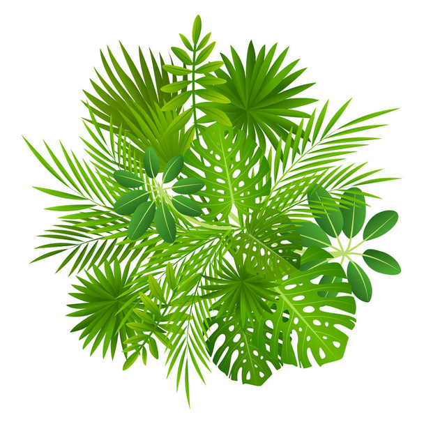 Tropical leaves isolated   - Vector, Image
