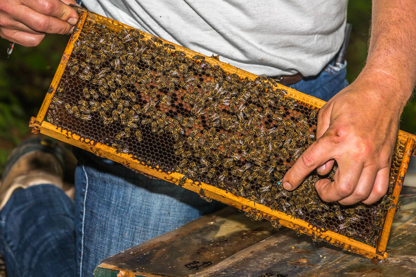 apiculteur montre bleu étiqueté reine des abeilles
 - Photo, image