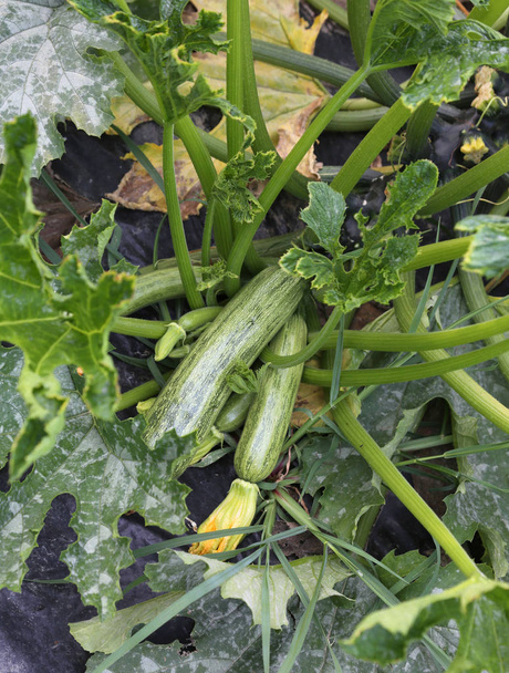 Zielona cukinia w ogrodzie warzyw uprawianych z biologica - Zdjęcie, obraz