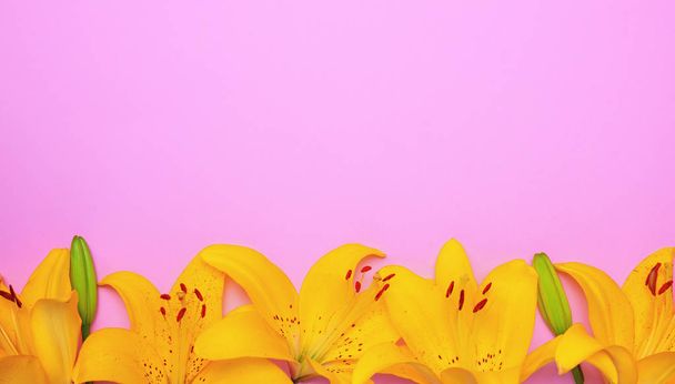 Yellow flowering buds of a lily  - Fotoğraf, Görsel