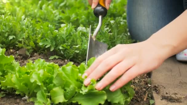 Vértes felvételek kezek gyomok eltávolítása a talaj, a háztáji kertben - Felvétel, videó