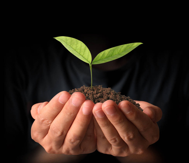 Concept of growing from plant in hand - Φωτογραφία, εικόνα