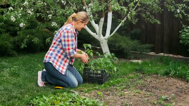 4 k videó a fiatal női Kertész véve paradicsom palánta tálcából, kert - Felvétel, videó