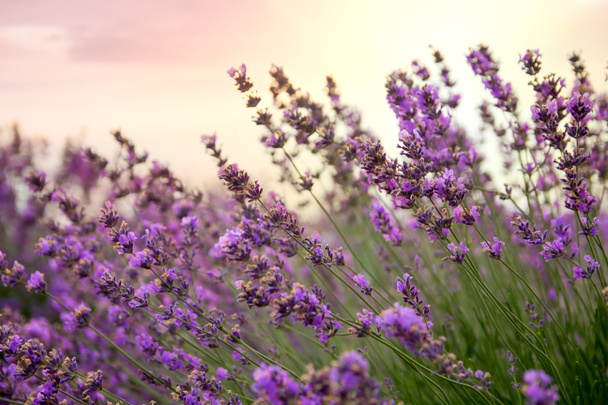 Lavender floral background sunlit - Fotoğraf, Görsel