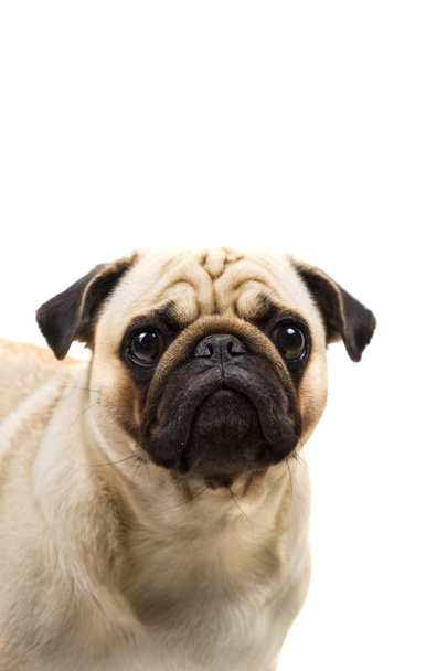 Pug breed dog  - Zdjęcie, obraz