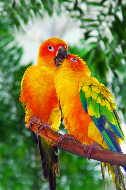 Ptaki miłości - Zdjęcie, obraz