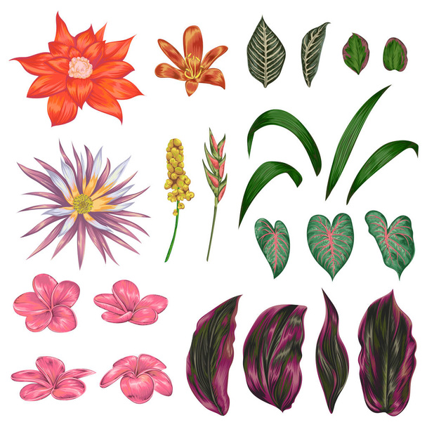 Збірка тропічних квітів, ягід і листя. Екзотичні елементи ботанічного дизайну. Ізольовані об'єкти. Вінтажна рука намальована Векторні ілюстрації в стилі акварелі
 - Вектор, зображення