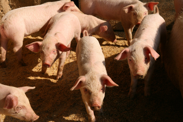 Свині
 - Фото, зображення