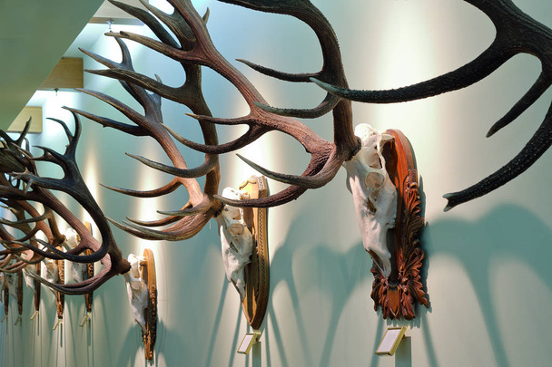 gyűjtemény a falra szerelt gímszarvas vadászati trófeák - Fotó, kép