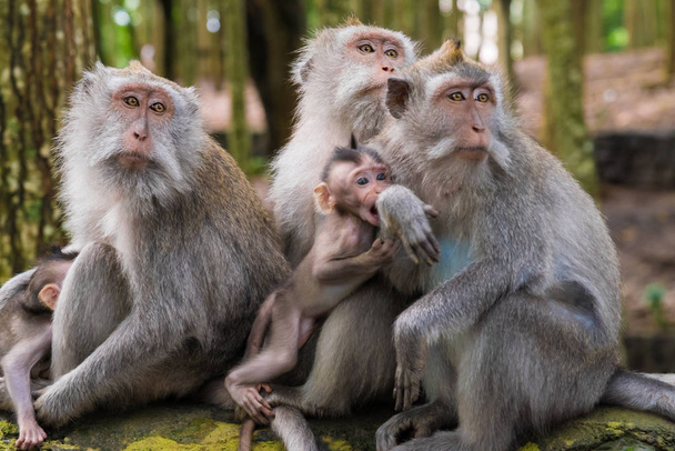 Macaco scimmie con cuccioli a Monkey Forest, Bali, Indonesia
 - Foto, immagini