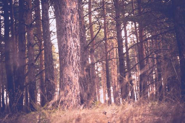 Pine Forest Morning Retro - Foto, Bild