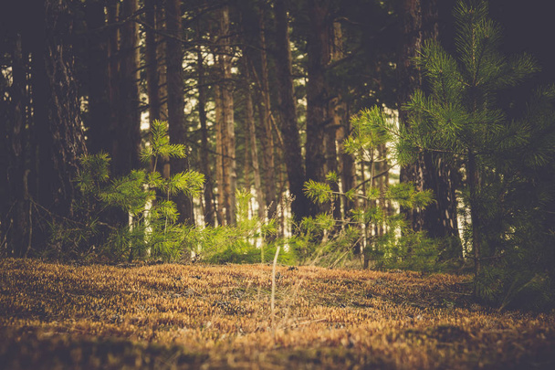 Соснового лісу вранці ретро - Фото, зображення