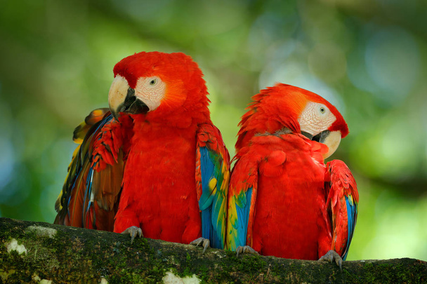 Пара больших попугаев Scarlet Macaw
 - Фото, изображение