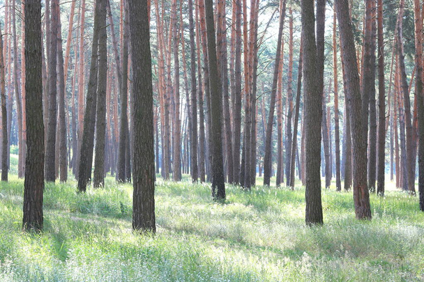 Bosque de pinos con hermosos pinos altos en verano
 - Foto, Imagen