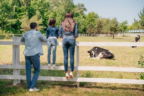 family looking at cows on pasture - Photo, Image