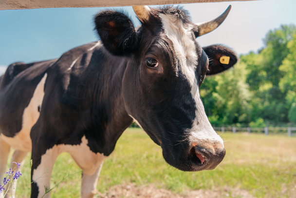 vaca en pastos soleados
 - Foto, Imagen
