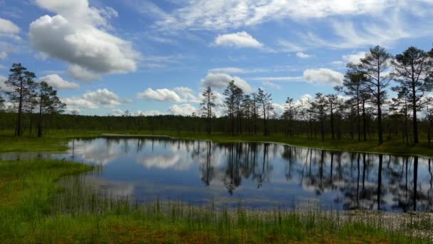 Panorama bagien pola w Viru Raba w Lahemaa, Estonia. - Materiał filmowy, wideo