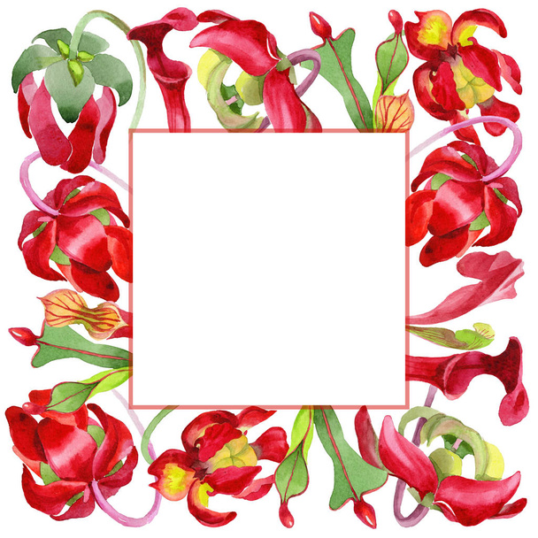 Flor silvestre Sarracenia flor en un marco de estilo acuarela
. - Foto, imagen