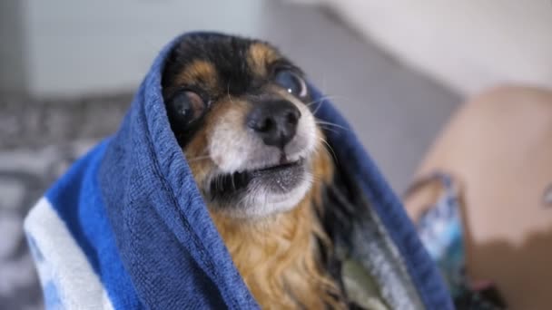 Sonrisa de un perro pequeño
 - Metraje, vídeo