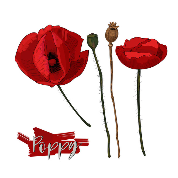 Poppy flowers, heads and lettering vector illustration - Vector, Image