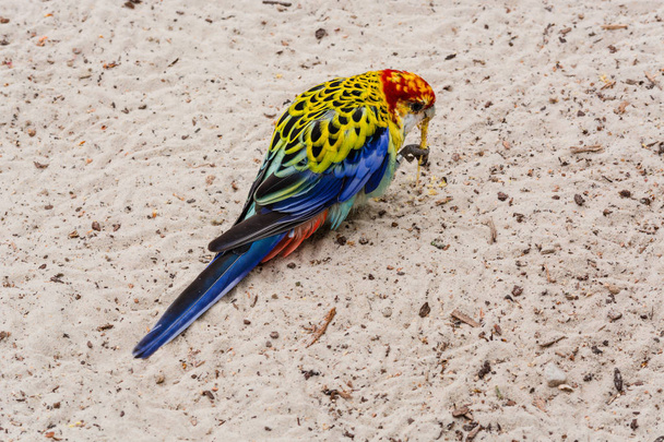 Colorful Rosella parrot bird with red head    - Photo, Image