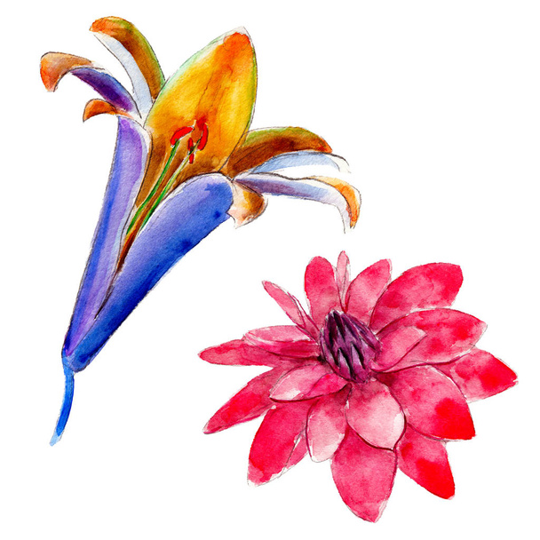 Lily e rosa flor isolada no fundo branco, aquarela mão desenhada ilustração
. - Foto, Imagem