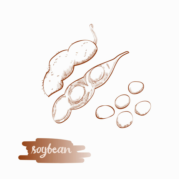 Illustration vectorielle des gousses de soja
. - Vecteur, image