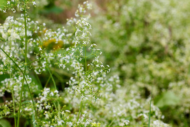 flowering Hedge bedstraw  - Photo, Image