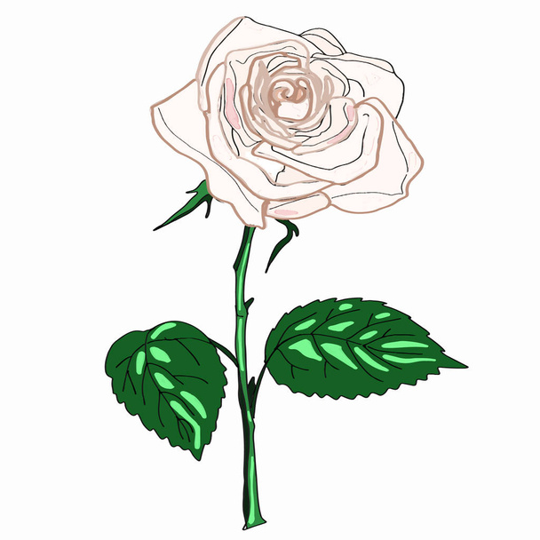 einzelne weiße Rose - Foto, Bild