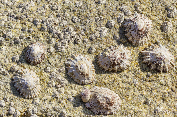 Gruppo europeo dei molluschi
 - Foto, immagini