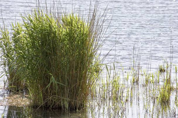 detail of green plant in a lake in tuscany - Photo, Image