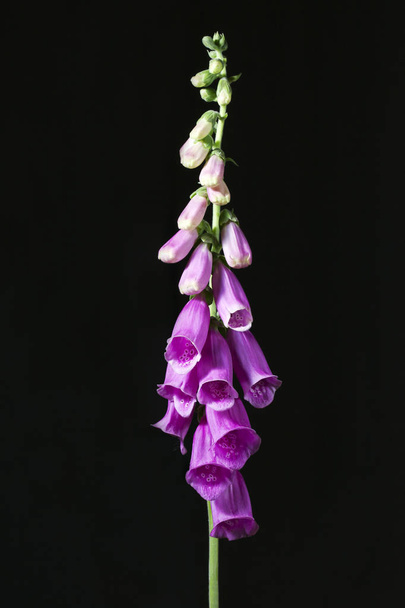Pink foxglove isolated on a dark background.  - Photo, Image