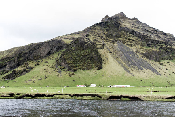 Epic Landscape in Iceland with green grass sheep - Φωτογραφία, εικόνα